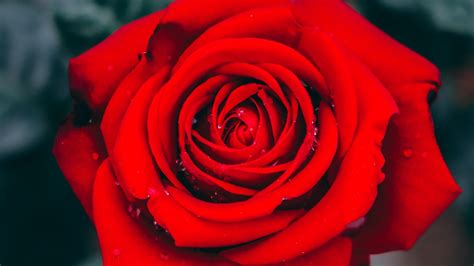 生理是什麼意思 玫瑰花需要陽光嗎